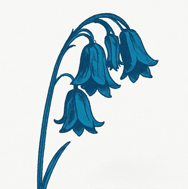 This Is... The Bluebells