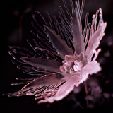 Dania - Listless