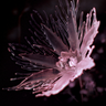 Dania - Listless